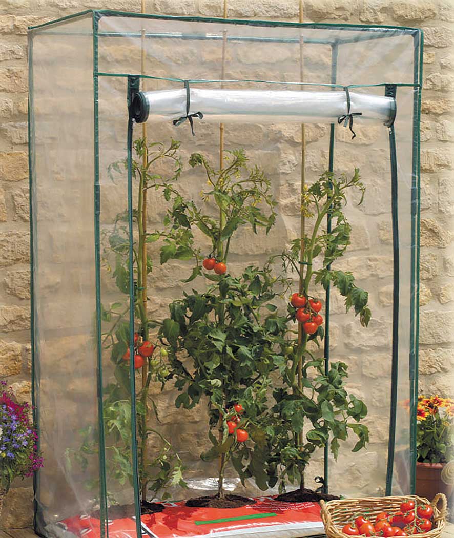 Serra per pomodori verde